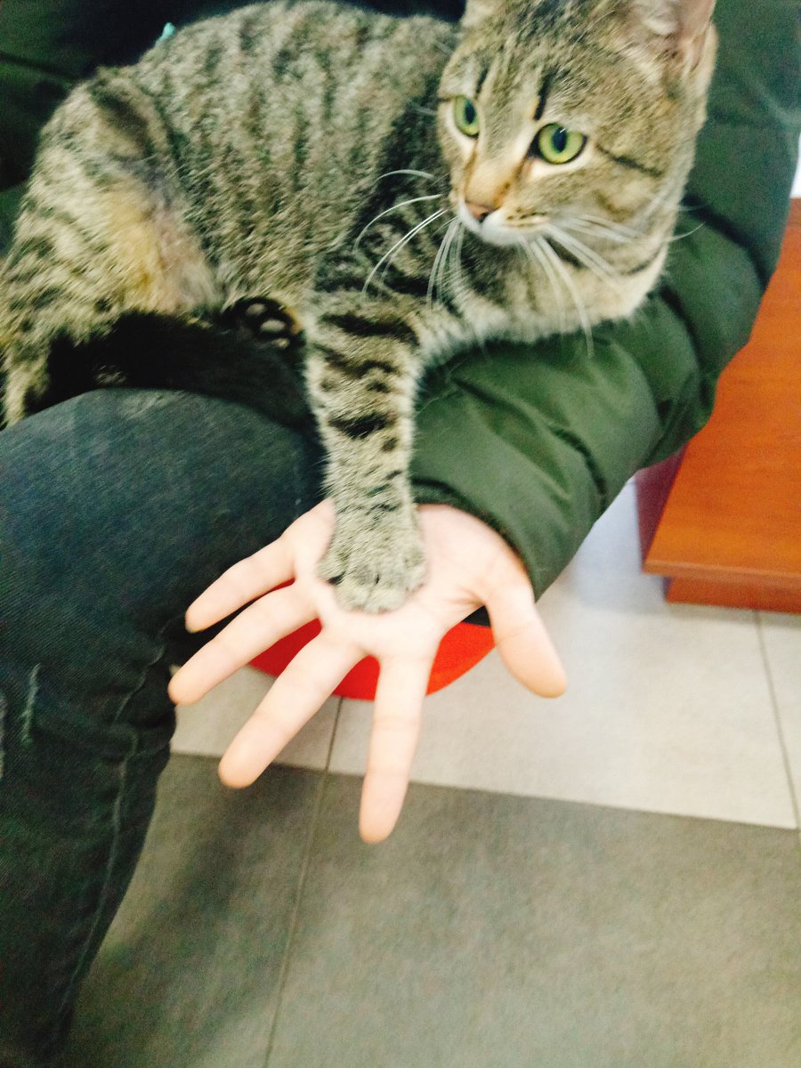 Знакомьтесь, Изи 
Моя киска