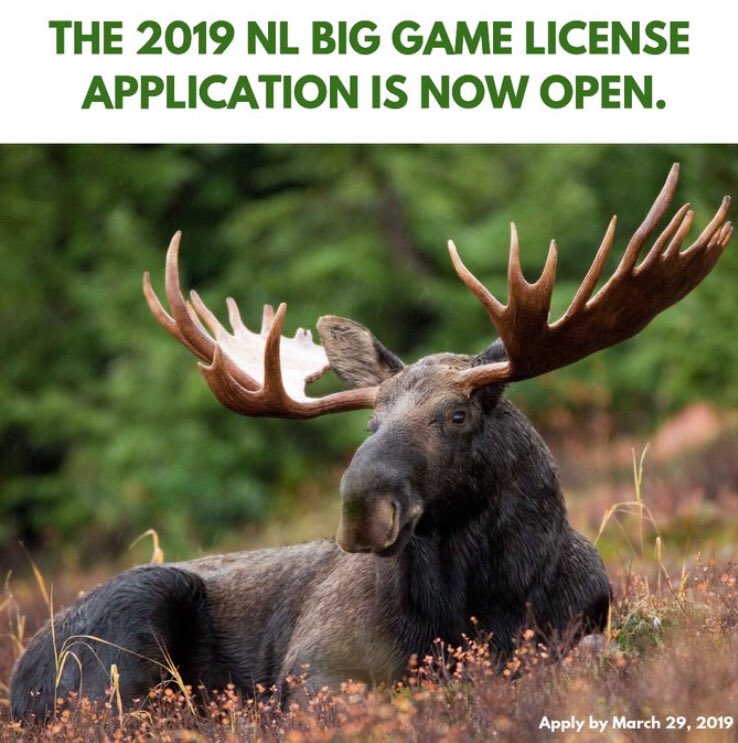 It’s that time of year again!!! The Big Game Licence Applications are now open for the 2019-20 hunting seasons! #moose #caribou #bear #hunting #goodluck wildlife.gov.nl.ca