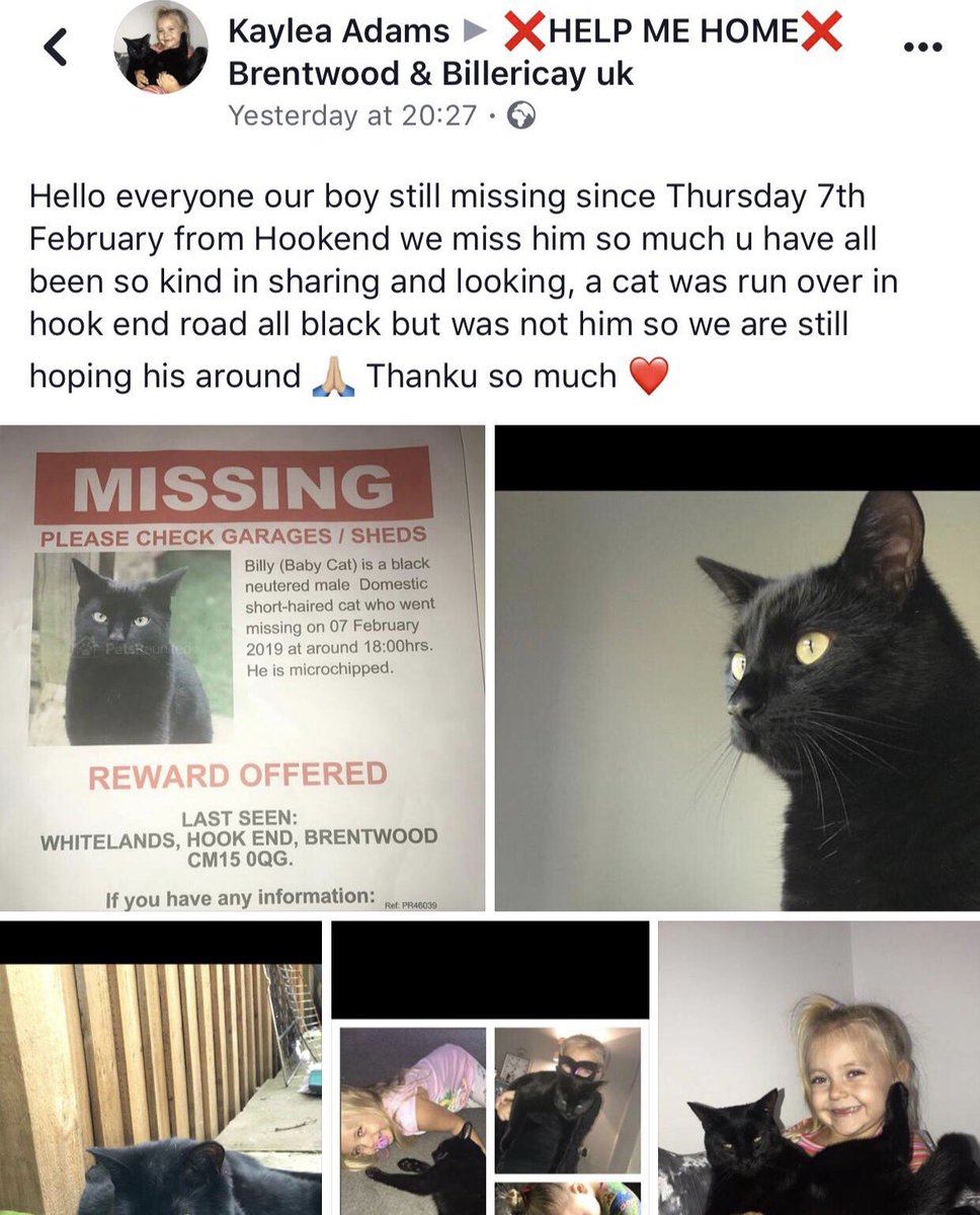#lost #cat #missing #Brentwood please rt <a href="/HelpFindThem14/">HelpFindThem</a>