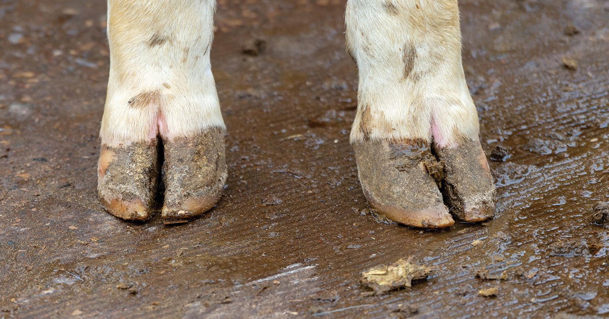 Zinpro's tweet image. It's estimated that #DairyCattle lameness costs between $65-$150 per cow, but "loss estimates do not take into account the long-term consequences,” says Dörte Döpfer from the University of Wisconsin. Prevent and control lameness with these expert tips: zinp.ro/2EmXtew.