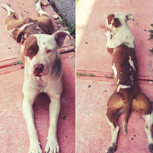 petshopposts's tweet image. Tomando el sol agusto.. ☀️🐶🐾💖
#perrocallejero #doglover #agusto #tomandoelsol #perrocallejerolover #bellezacallejera#dogs #adoptaunperrodelacalle ift.tt/2U7Uhco