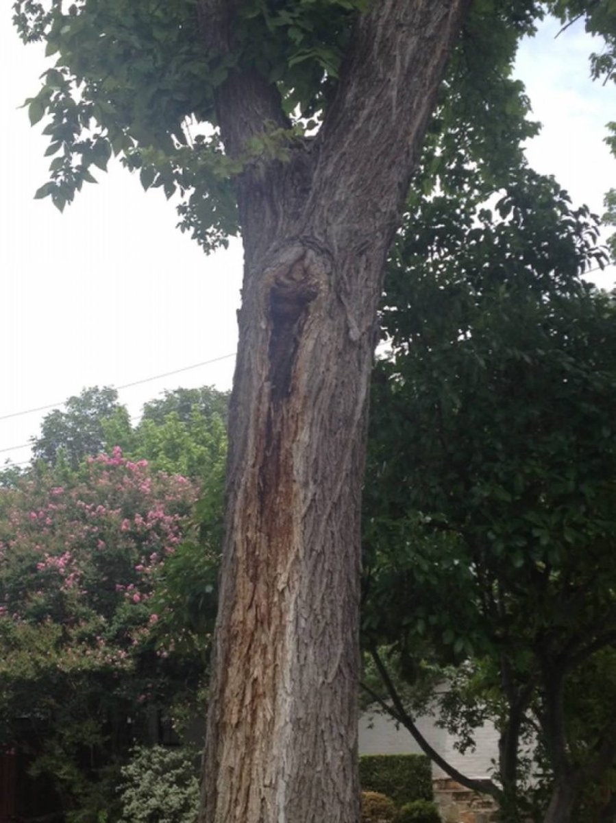 PresTreeServ's tweet image. Just like your skin can be cut and the wounds can get infected, so can the bark of your trees.  Slime Flux is a bacterial infection - eewww! Learn about this tree bacteria on our #treeblog: ow.ly/L1bm30nLbk6