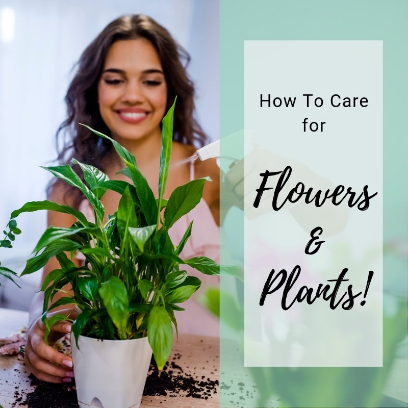 citylineflorist's tweet photo. Flowers are a beautiful reminder of all of the color and happiness in our life. Here are some care tips if you want to enjoy your flowers for longer: https://t.co/P2mxuOK8It! 🌼💕🌿 https://t.co/yrpDSpzLdV