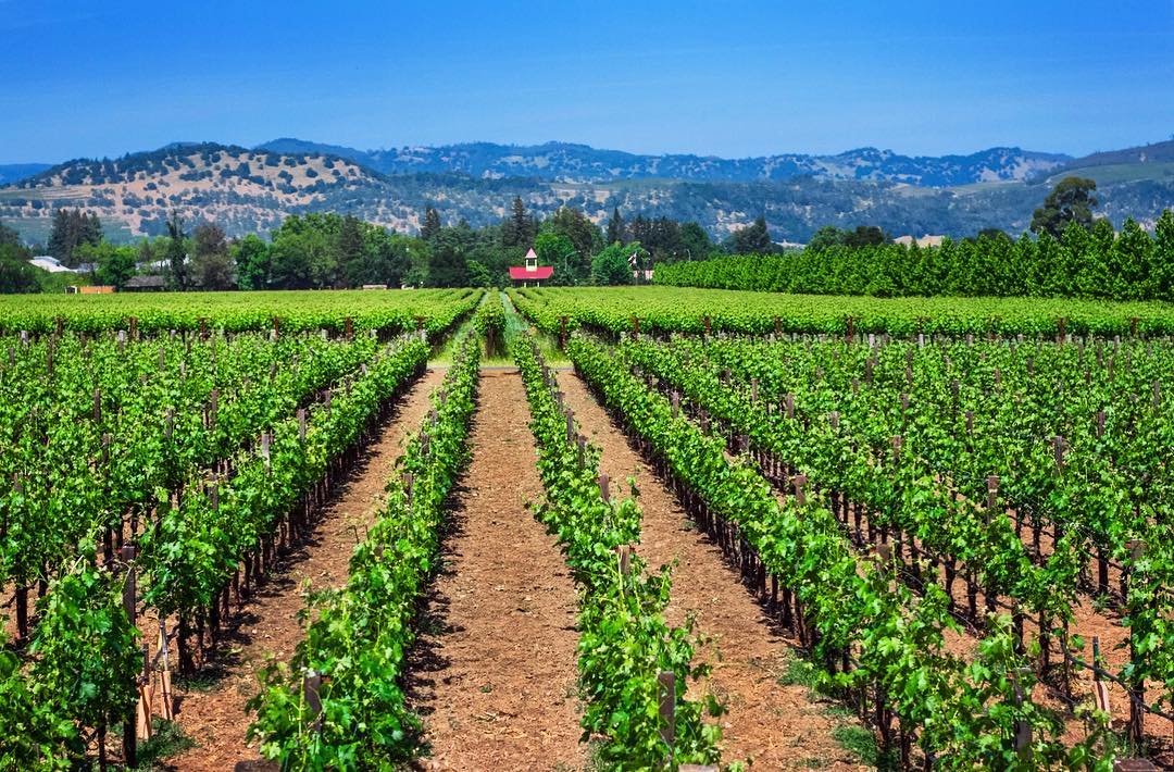 VisitCA's tweet photo. Next time you're in @VisitNapaValley, add these wineries and restaurants to your list! 
https://t.co/dsvJCDM3lH
.
📷: @wasssupraquel, @wineryexplorers, @thetastesf
📍: @RoundPond, @Inglenook1879, @FleuryWinery https://t.co/a06oouyygN