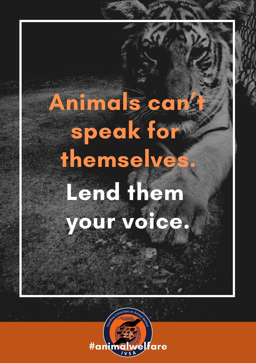 IVSA Animal Welfare tweet media