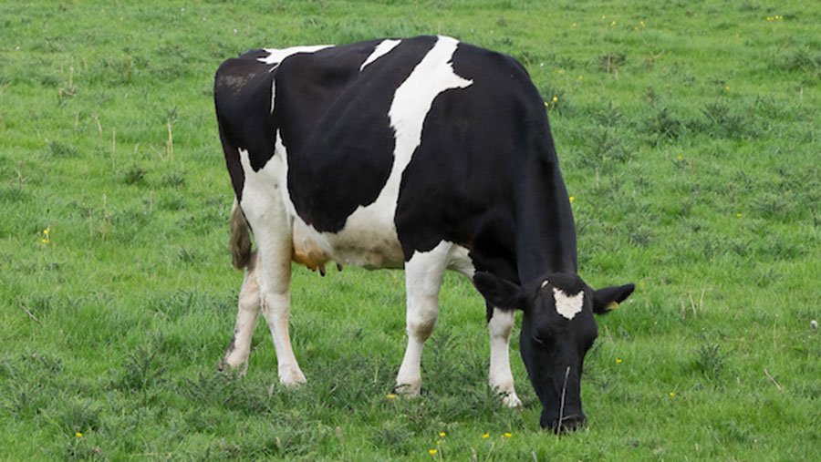Research has shown that a natural hormone applied to grass could lift yields by 1.2t DM/ha
-Apply after fertiliser application
-Plant-growth hormone that stimulates cell size allowing increased photosynthesis 
#BritishAgri via <a href="/FarmersWeekly/">Farmers Weekly</a> <a href="/BritishDairy/">British Dairy</a>
 ow.ly/bFV830nOJzs