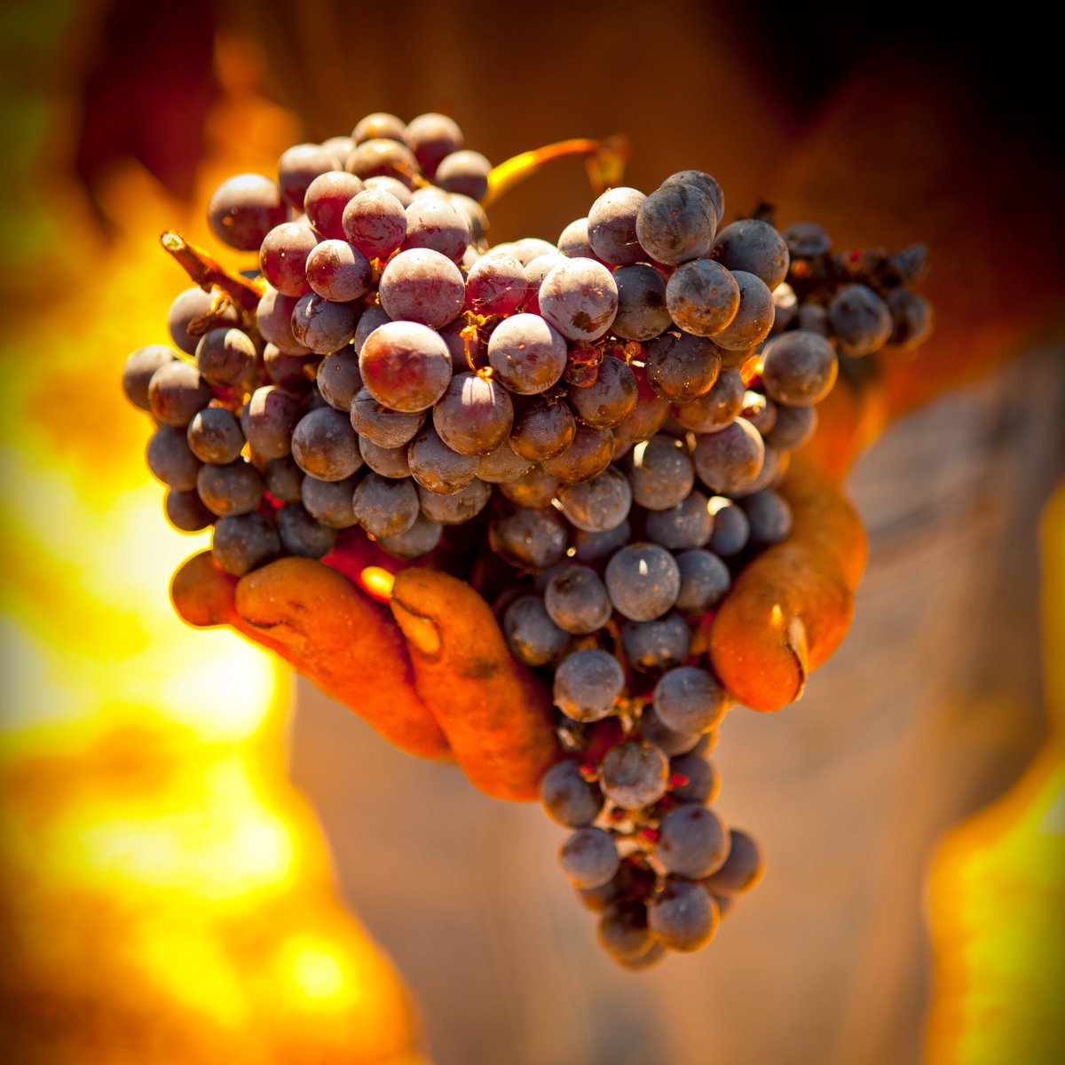CascaWines's tweet photo. "Vinhos biológicos... Amigos do Planeta" 🌍 por @derycunha

Artigo em https://t.co/4Yno3MAbGG "Organic Wines...Friends of the Environment" 
Article at https://t.co/4Yno3MAbGG https://t.co/fDHHc8FxCn