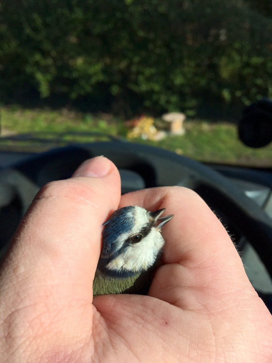 ApidaeHoney's tweet photo. There I was minding my own business, sitting in my van with the window rolled down, enjoying the spring sunshine, watching the bees work...thenπ₯BAM!π₯ this little TIT π¦
hits me in the head!
#WhenNatureAttacks
#SpringSurprise
π https://t.co/cpIqIEvXU9
