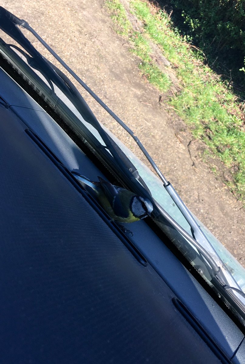 ApidaeHoney's tweet photo. There I was minding my own business, sitting in my van with the window rolled down, enjoying the spring sunshine, watching the bees work...thenπ₯BAM!π₯ this little TIT π¦
hits me in the head!
#WhenNatureAttacks
#SpringSurprise
π https://t.co/cpIqIEvXU9