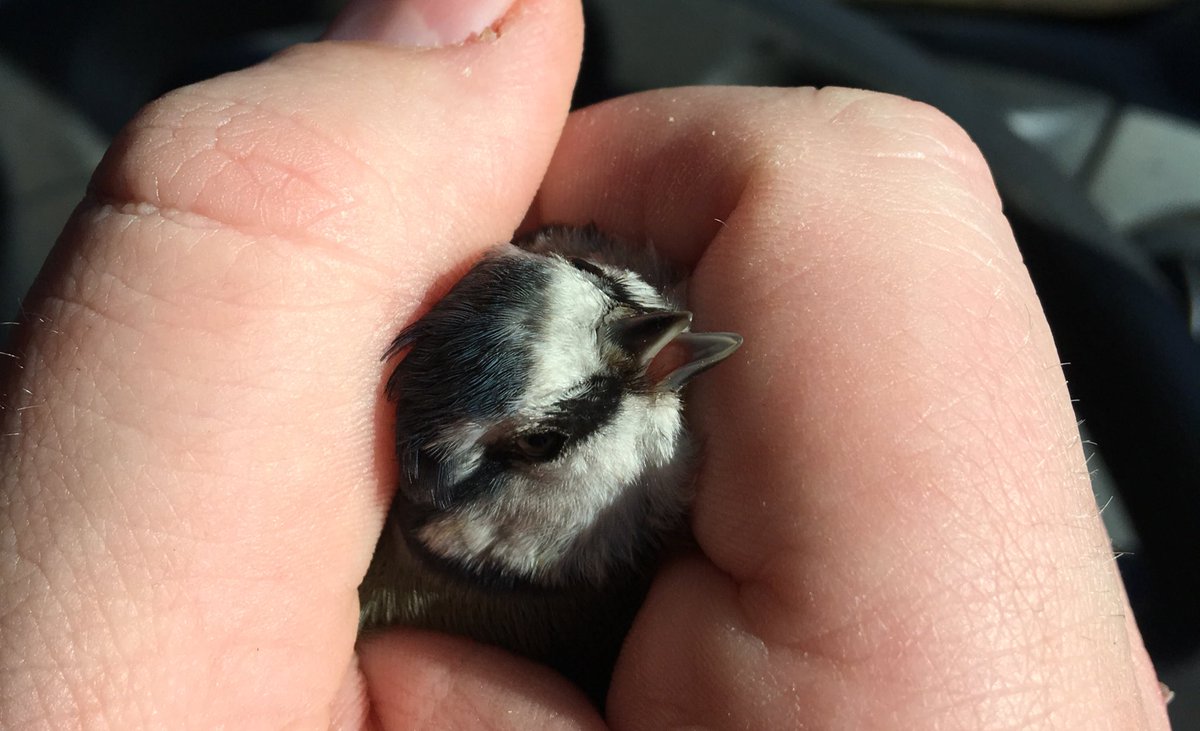 ApidaeHoney's tweet photo. There I was minding my own business, sitting in my van with the window rolled down, enjoying the spring sunshine, watching the bees work...thenπ₯BAM!π₯ this little TIT π¦
hits me in the head!
#WhenNatureAttacks
#SpringSurprise
π https://t.co/cpIqIEvXU9