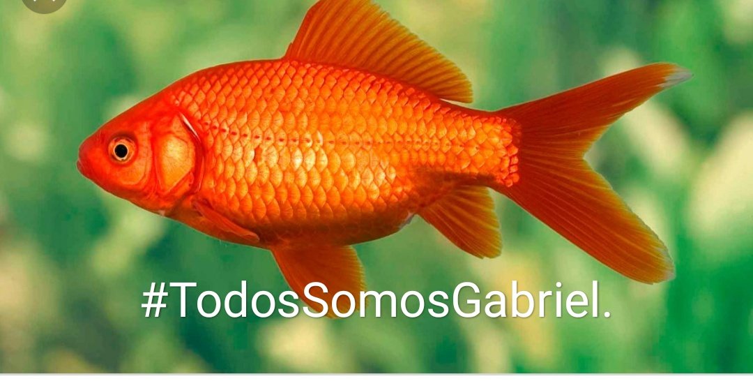 Noehierro's tweet photo. Existen personas:
Qué nos inspiran..
Otras que nos hacen bien..
Y existen aquellas que simplemente..
Sin pedir permiso
Tocan nuestra alma.
@TodosSomosGabri https://t.co/2d1HMGiNEe