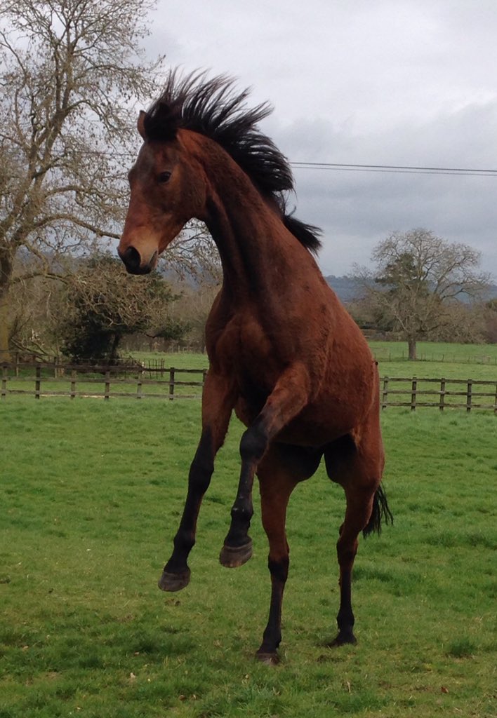 jamiesnowden's tweet photo. Very sorry to say goodbye to this very special horse. #KnightonCombe winner of @UttoxeterRaces summer national. RIP https://t.co/ulvLKeV9KU