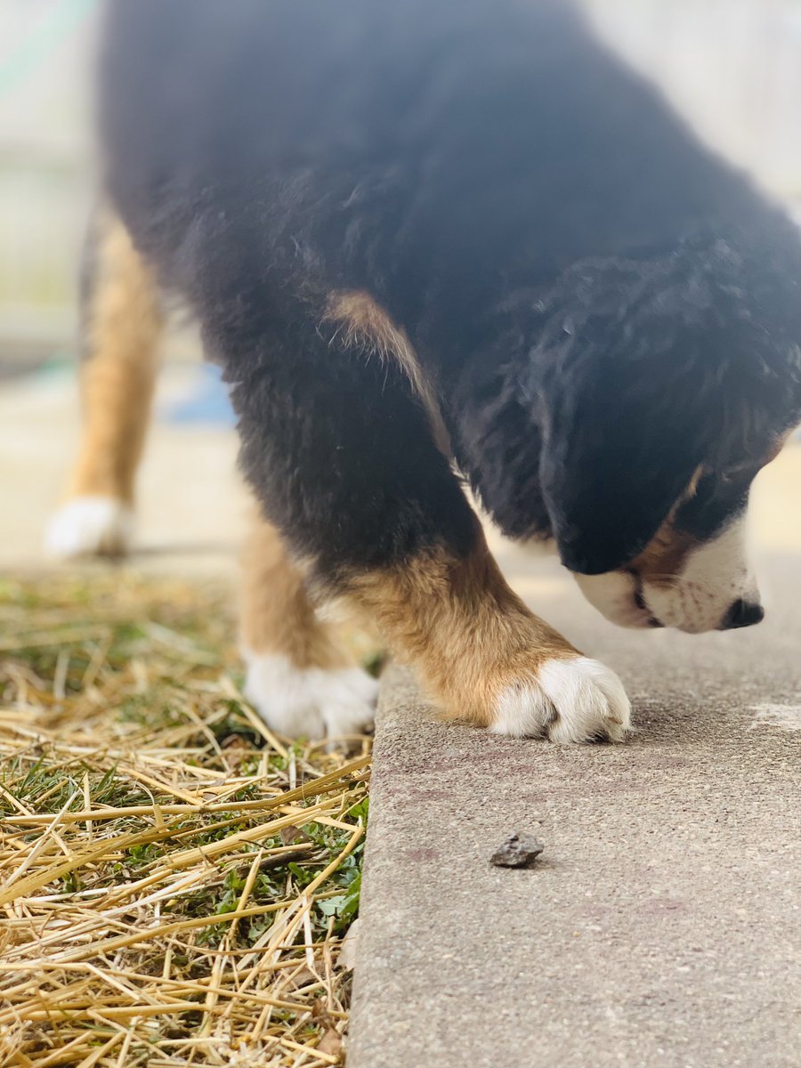 LincolnBMD's tweet photo. Today, there are many sniffs to sniff. I must get to work.
🐾
🐾
🐾
🐾
🐾
🐾
#bernerlovers #berner #bernersennenhund #bernesemountaindog #BerneseMountainDog #bernesemountaindoglovers #puppies #pupsoftwitter #dogs #dogsarebetterthanpeople #DogsOfTwitter #cute #adorable https://t.co/CZbS9W2cin