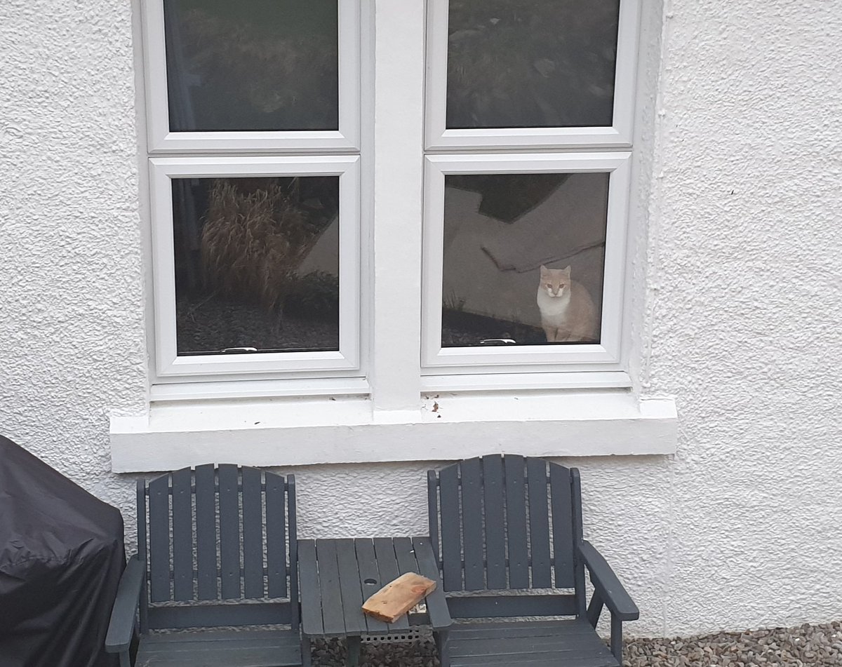 Catbell74's tweet photo. That disconcerting moment when you are out walking 1 cat, and look up to see the other through the window of a room you know you had shut the door to that morning.....#cats #kittyantics #kitten #waytooclever #houdinicat #whathashedone??? https://t.co/c0sSiTBFqC
