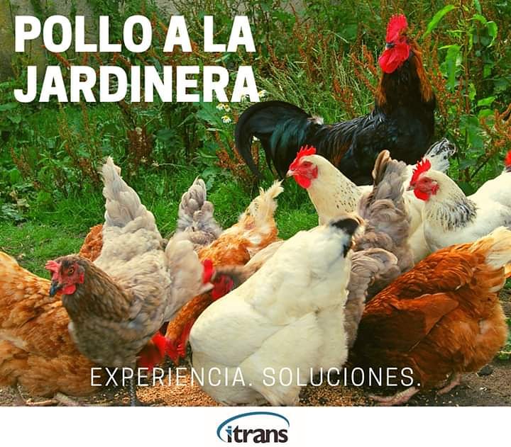 itrans_Mexico's tweet photo. Expertos en Importación y Exportación del Sector Avícola
🐥🐔🥚🍳🍗 #itrans
#CustomBroker #logistics #impo #expo #Distribution https://t.co/gqt2pbKwcZ