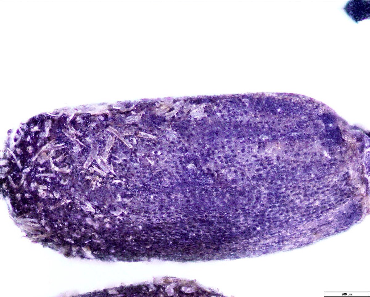 February’s #PrairieSeedOfTheMonth is 
Agastache foeniculum aka Anise hyssop! This drought-resistant bloom attracts a variety of pollinators, from #bumblebees to #monarchs. When crushed, the leaves smell of mint &amp; licorice. Blue &amp; violet hues make it a homegardener‘s favorite 🌱💜