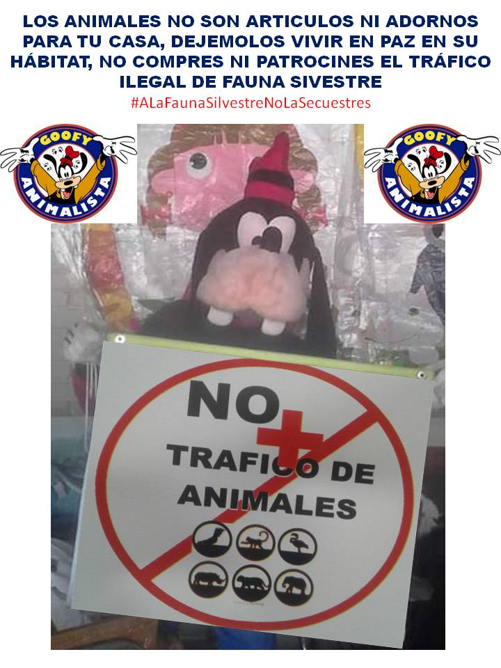 AnimalistaGoofy's tweet photo. NO COMPRES ANIMALES SILVESTRES, ELLOS NO SON ARTICULOS NI ADORNOS PARA TU CASA, DEJEMOLOS VIVIR EN PAZ EN SU HÁBITAT, NO PATROCINES EL TRÁFICO ILEGAL DE FAUNA SILVESTRE.

NO MÁS TRÁFICO NI EXPLOTACIÓN ANIMAL. #NOMÁSMALTRATOANIMAL #ALaFaunaSilvestreNoLaSecuestres https://t.co/ujC5sgiCdz