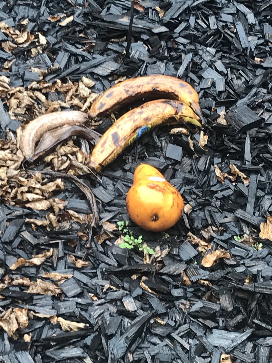SerjioMedina's tweet photo. Way to bring decomposition to life!!! Ms. Valenzuela’s class is observing and recording decomposition day by day. @GrayElemEagles @SADubberke @LAshley2016 @judy_jgwhite @MrsBringmann @DMAC_KC @AnaPValenzuela https://t.co/vRsB07vcOS