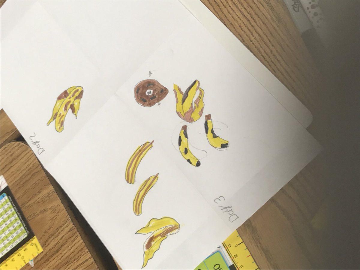 SerjioMedina's tweet photo. Way to bring decomposition to life!!! Ms. Valenzuela’s class is observing and recording decomposition day by day. @GrayElemEagles @SADubberke @LAshley2016 @judy_jgwhite @MrsBringmann @DMAC_KC @AnaPValenzuela https://t.co/vRsB07vcOS