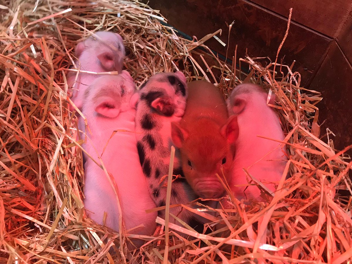 HFieldVillage's tweet photo. These lovely baby animals at @PennywellFarm are adorable! After cuddling miniature pigs and bottle feeding goats, we're really getting into the spirit of Spring... https://t.co/wN4jGC4JCv