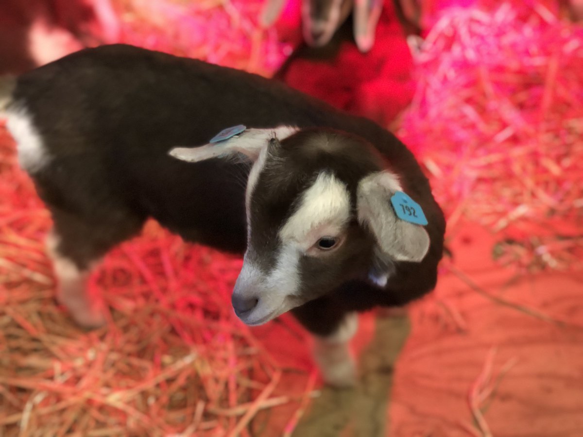 These lovely baby animals at <a href="/PennywellFarm/">Pennywell Farm</a> are adorable! After cuddling miniature pigs and bottle feeding goats, we're really getting into the spirit of Spring...