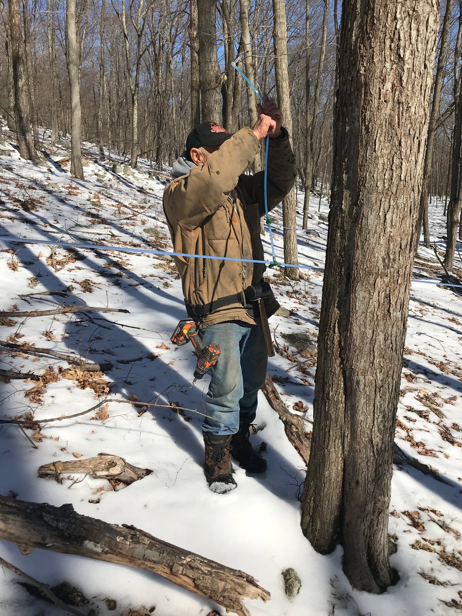 circlecmaple's tweet image. Tapping has begun! #circlecmaplefarm #nysmaple #maplesyrup