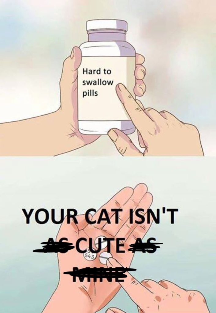 cornblakess's tweet photo. Bout to start some drama #catpeople #sorrydustin #istillloveyou https://t.co/FzrM5ingtl