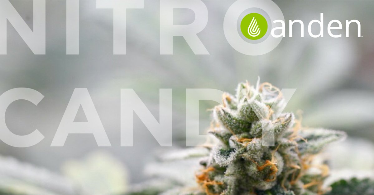 AndenPro's tweet photo. Strain: Nitro Candy
#anden #andendehumidifier #indoorgrow #indoorgrowing #growers #cannabis #cannabisbusiness #cannabisbusinesstimes #cannabusiness #cannabisindustry #cannabisjobs #builtforgrow #cannabiscommunity https://t.co/C8XrQEHaXa