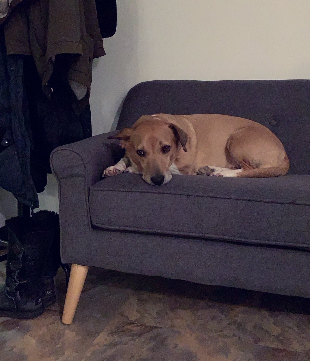 InVueDigital's tweet image. The hard life of an office dog...🐶