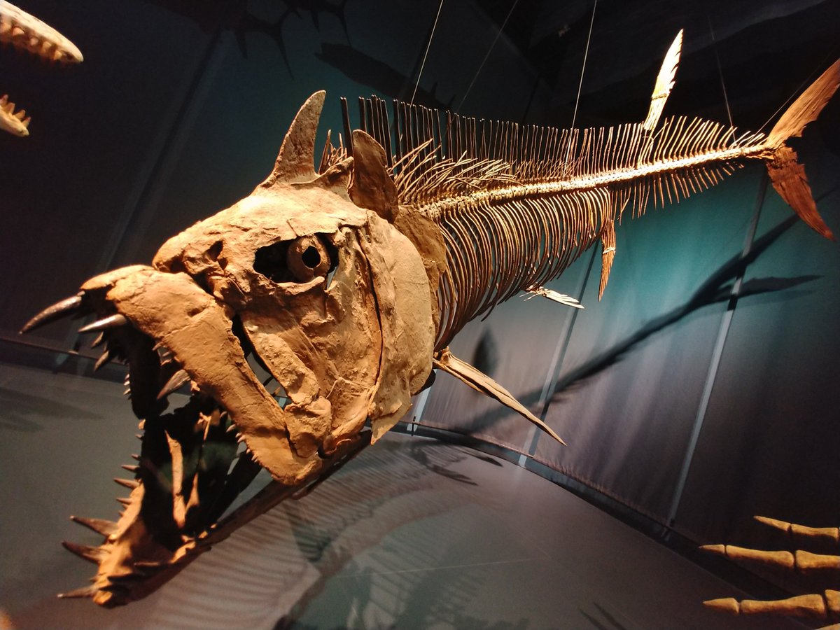 DrAlistairDove's tweet image. A fintastic Xiphactinus is among the cool specimens at @tellusmuseum, a @smithsonian affiliate just north of #Atlanta