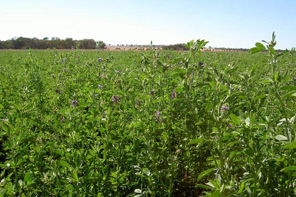 Vabnet's tweet image. Uitbreiden, grootschaliger werken in de #akkerbouw ? Wat komt er bij kijken en wat zijn goede praktijkvoorbeelden? Bijeenkomst op 19/3: ow.ly/OWjB30nP4ne