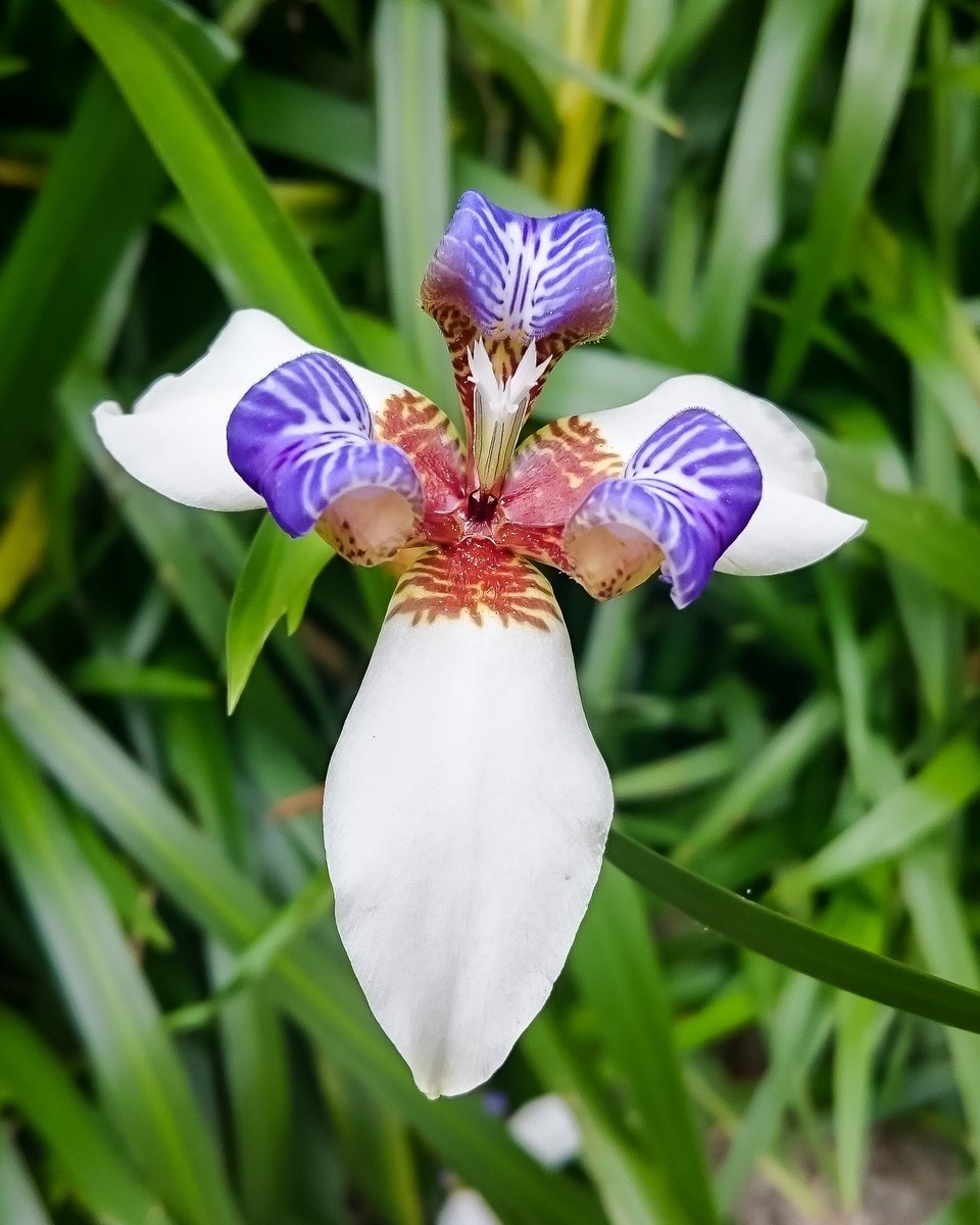 Did you know #Colombia is home to the largest variety of orchid species in the world? With 1,543 out of the 4,000 species found on the planet - it's no wonder this exquisite blossom is Colombia’s national flower.