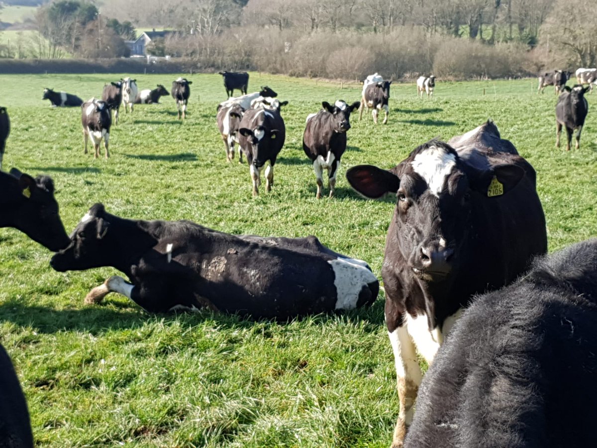 DLF_IRL's tweet photo. Cows enjoying the sunshine on grass partner Eamonn Kent's farm today. Munching on some DLF Aspect and DLF Xenon late Tetraploids. #grass10 #MoreMilkWithDLF https://t.co/hRj93ie8IV