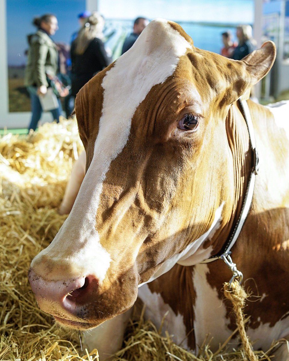 Salondelagri's tweet photo. C’est fini pour cette 4ème journée au #SIA2019 ! On vous réserve encore plein de surprises 🤗 Tous nos animaux ont hâte de vous retrouver demain 🐮🐷 D’ailleurs quel est votre préféré ? #Merci à tous ❤️ https://t.co/ZNcqVeRubj