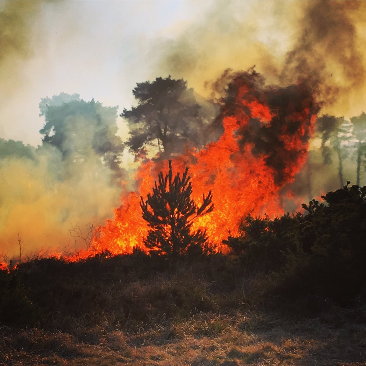 セレン 英語キュレーター در توییتر くまのプーさんで有名な 100エーカーの森 のモデルになったアッシュダウンの森が山火事で燃えている
