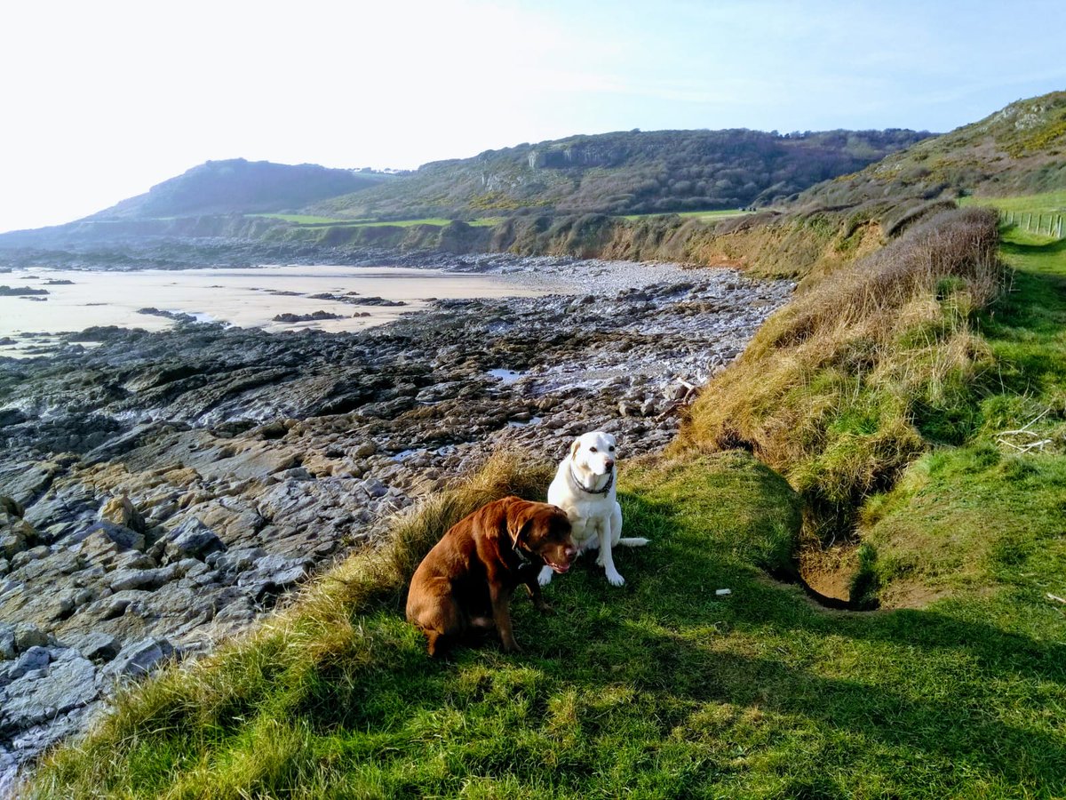 Slade Barn Gower tweet media