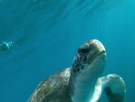 TrainingScuba's tweet image. A sea turtle made friends with Ivan of #scubadivingtrainingltd in Tenerife, video to follow once he gets back on UK soil! #scuba #scubadiving #Tenerife #turtle #TurtleTuesday #travel #lovenature