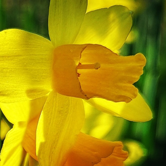 TheFirecatBnB's tweet photo. Spring flowers @ firecat
#dogfriendly #Welshpassion #peoplewithpassion #liveline #snowdonia #snowdonianationalpark #walesweeklondon #Daffodils https://t.co/EraG7lbFx8