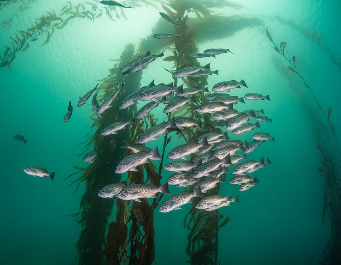 A school of speckled blue rockfish cluster together beneath a canopy of giant kelp, surrounded by clear, blue-green water.
