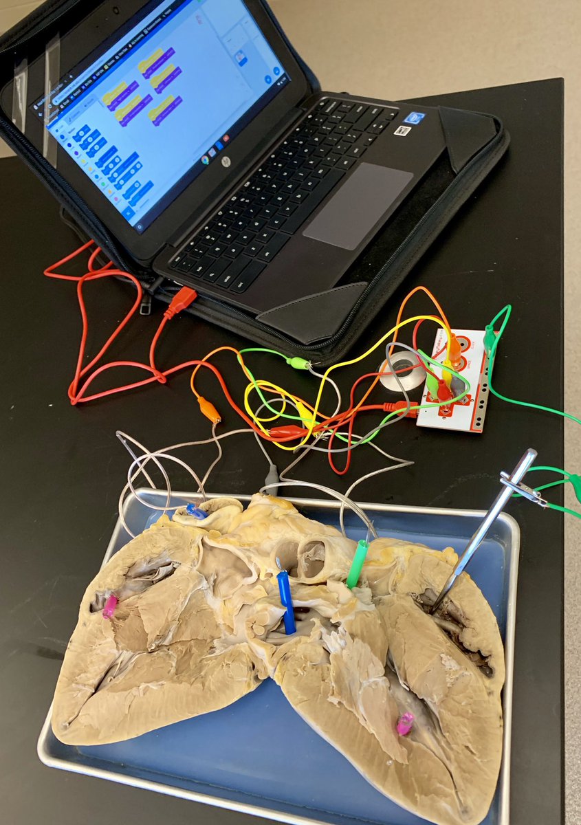 LaFaverScience's tweet photo. When technology merged with Heart Dissections you get a talking heart! A way for students to show what they know while teachers float and student consult the heart! @makeymakey @SpringHillHS #shhstheway #PrideIn5 #Teachin5 #Connectin5 #scienceteacher #firstyearfun #coding https://t.co/eM64eUqMiS
