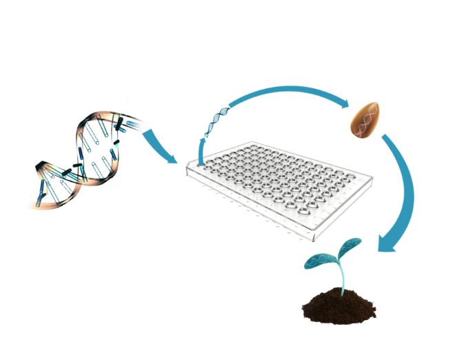 vinelandrsrch's tweet photo. #DYK We're the home of #PlatformGenetics, a trait development and genomics service company. Looking to fast track your #genomics needs, get in touch https://t.co/gHNksV70Au  #speed #innovation #startup #anygene #anycrop https://t.co/GMaqxmwD1V
