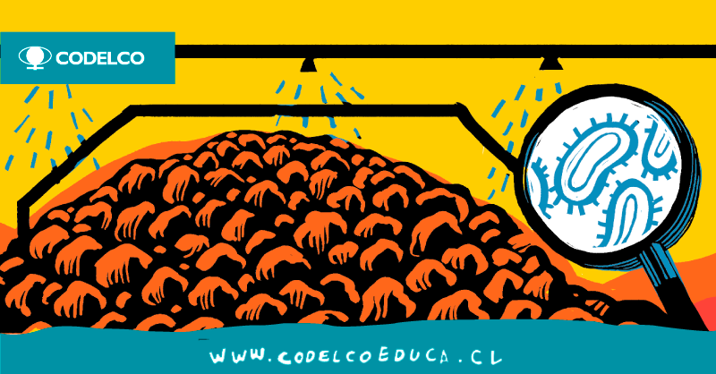CodelcoChile's tweet photo. ¡Bacterias al servicio del país! 💪 Suena raro, pero durante la biolixiviación los microorganismos se alimentan de azufre y hierro, lo que permite separar las impurezas del cobre. ¡Visita #CodelcoEduca para aprender esto y mucho más! https://t.co/c8l636aRBZ https://t.co/itPFAlHRM1