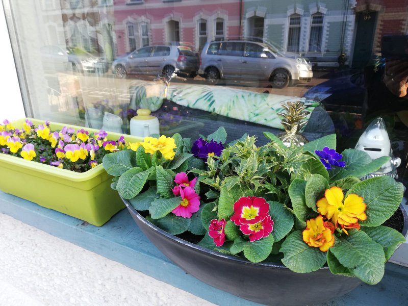 parcbute's tweet photo. We love seeing what you’ve done with our plants – he’s some window boxes in sunny splott 
#lovebutepark #ButeParkPlantShop #ShopLocal #Sploments #Inksplott  #ButePark #PlantShop#SpringIsComing https://t.co/jq5JKJJzb5