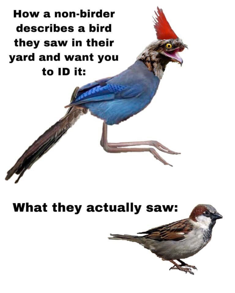 AmOrnithologist's tweet image. Some more #GoodContent from the Birding Memes Facebook group.