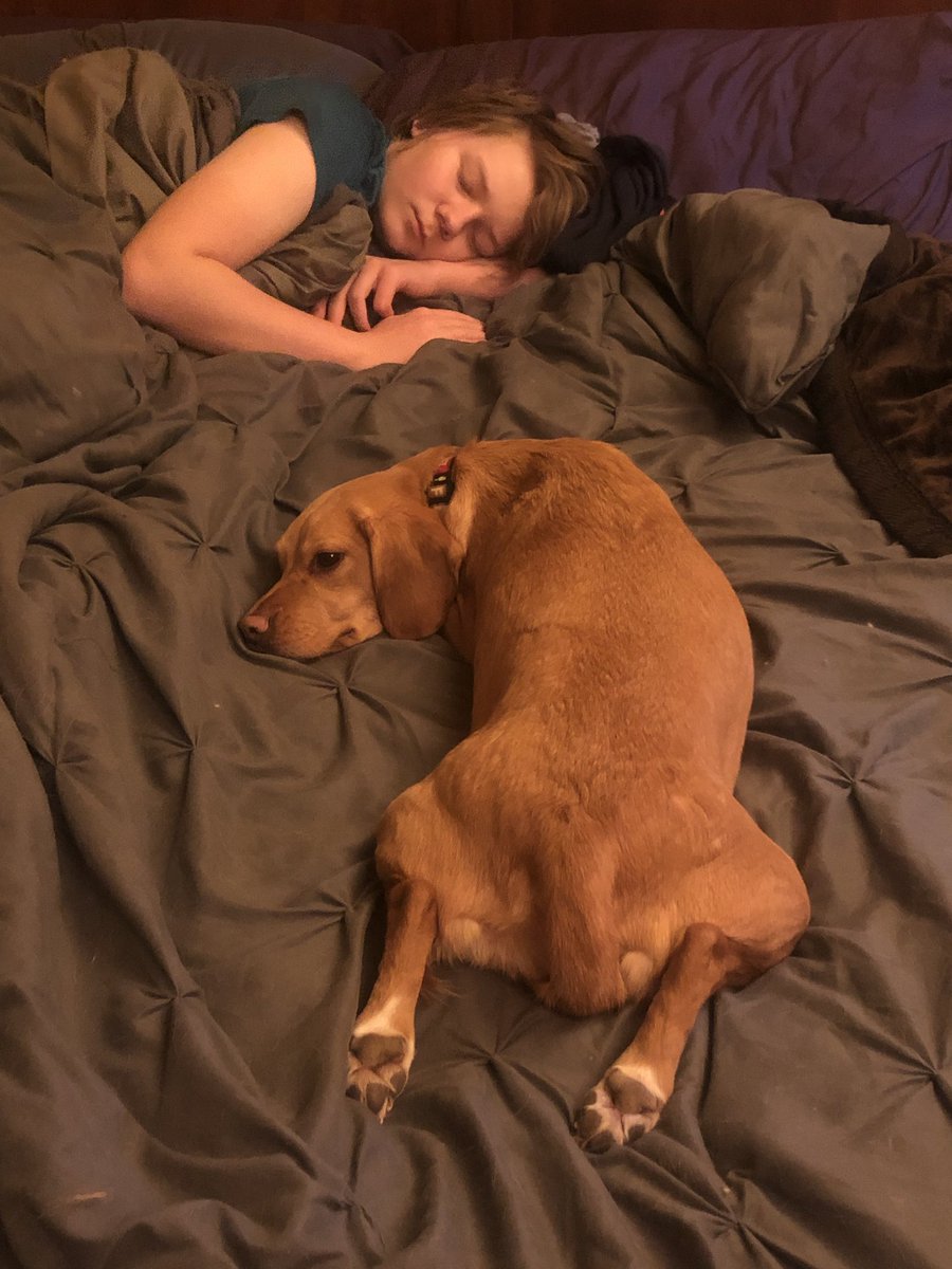 MalayaofBFP's tweet photo. @dog_feelings I wuzznt ready to get up but neether was hooman child. https://t.co/KObxM3ff22