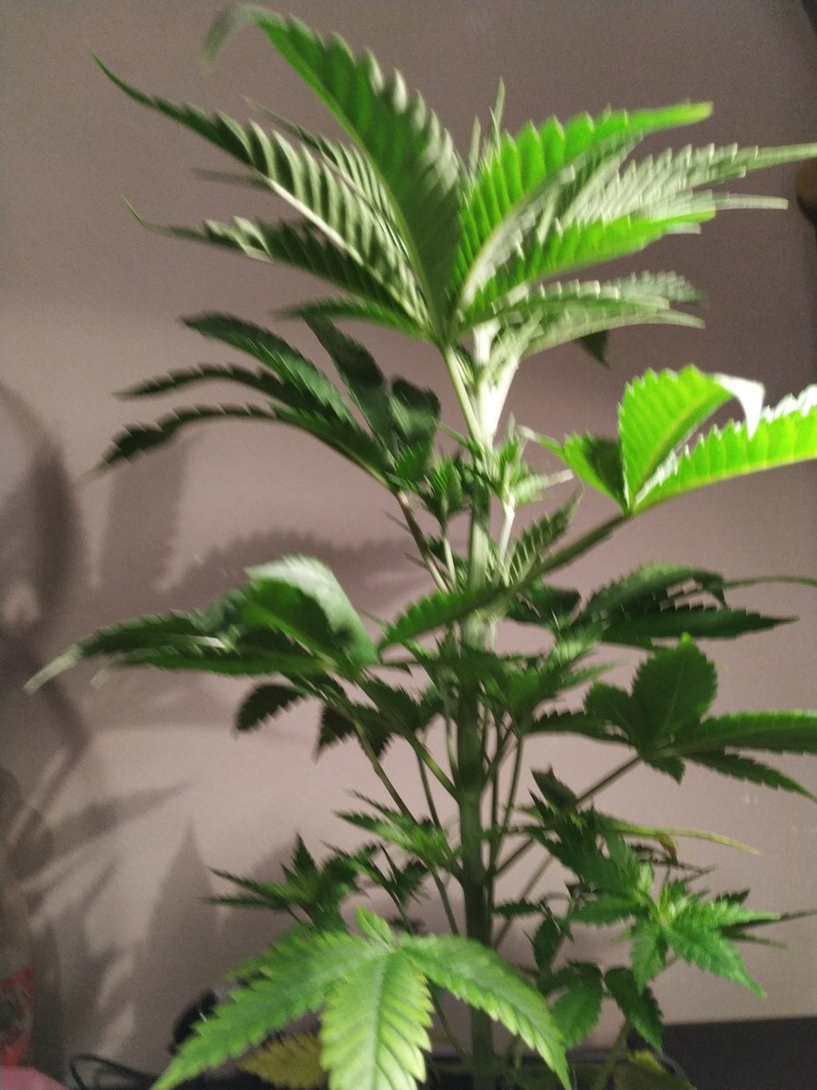 Green Test tweet media