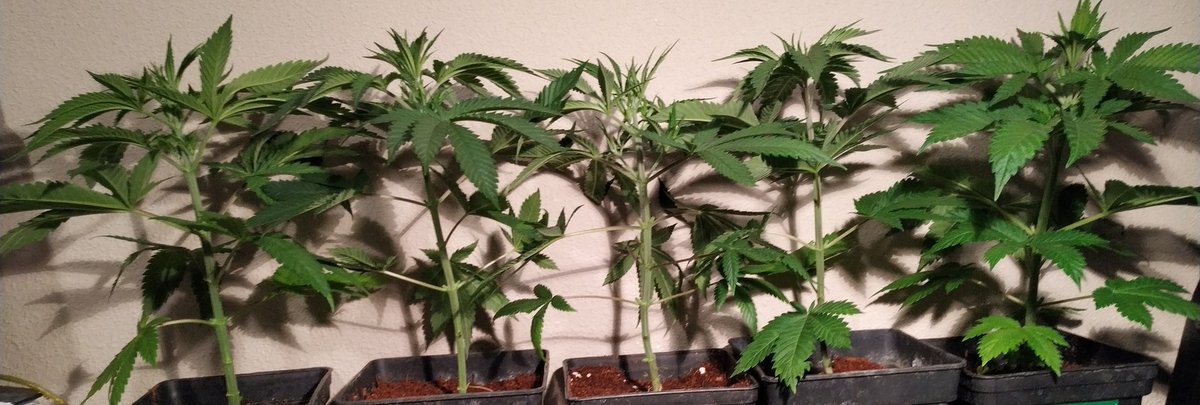 Green Test tweet media