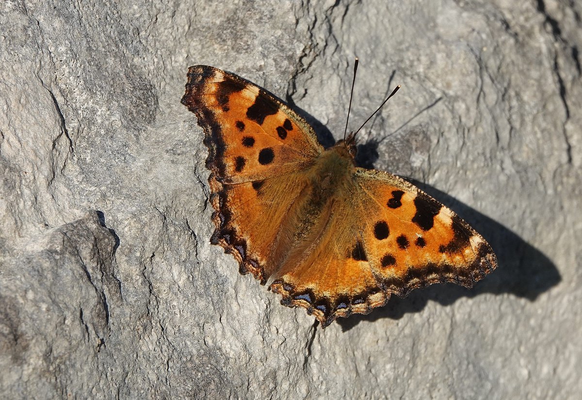 Large Tortoiseshell at Tout Quarry, Portland today for at least it's 3rd day. Took some finding but sunned itself late afternoon. @MatthewOates76  @savebutterflies @BC_Dorset  @MigrantMothUK @insectmigration @DorsetWildlife @ukbutterflies @NatureUK