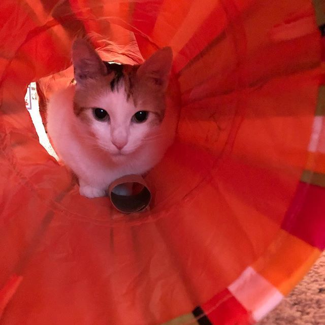CurtisCChen's tweet photo. Yo kitty I heard u like tubes #alicecat https://t.co/NTT9fjVir2