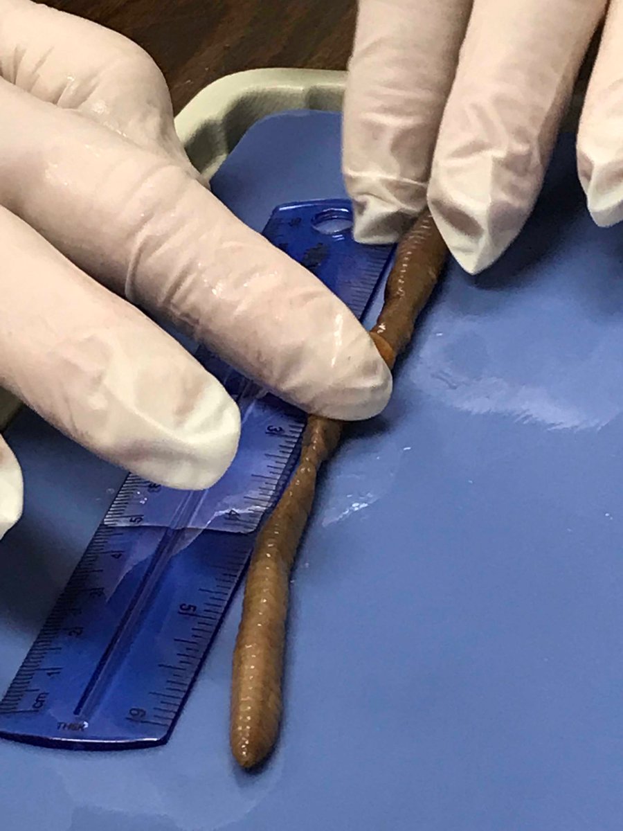 Bill Wade the Science Guy preparing students for dissecting an earth worm ⁦<a href="/ccboe_news/">Calhoun County Schools</a>⁩ ⁦<a href="/RkinesAl/">Robin Kines</a>⁩